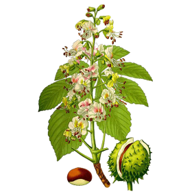 Marron d'Inde Bio en gélules (Aesculus hippocastanum)