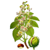 Marron d'Inde Bio en gélules (Aesculus hippocastanum)