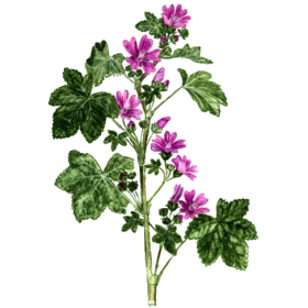 Mauve fleurs en gélules (Malva sylvestris)