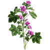 Mauve fleurs en gélules (Malva sylvestris)