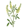 Mélilot officinal en gélules (Melilotus officinalis)