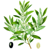 Olivier feuille Bio en gélules (Olea europaea)