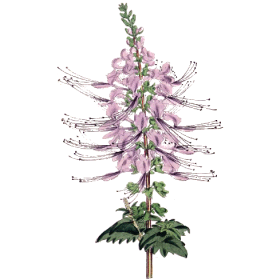 Orthosiphon en gélules (Orthosiphon stamineus)