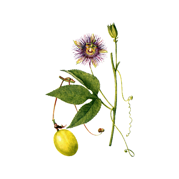 Passiflore bio en gélules (Passiflora incarnata)