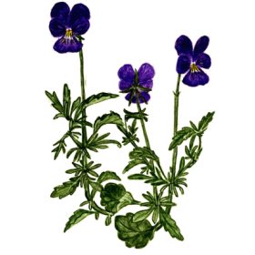 Pensée Sauvage Bio (Viola tricolor)