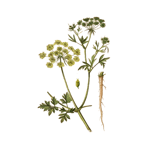 Persil racine en gélules (Petroselinum sativum)