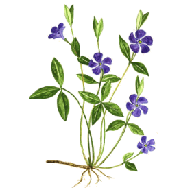 Petite Pervenche en gélules (Vinca minor)