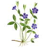 Petite Pervenche en gélules (Vinca minor)