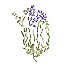 Polygala en gélules pour les bronches et poumons (Polygala tenuifolia)