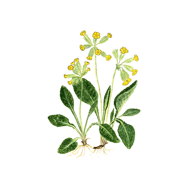 Primevère Officinale en gélules (Primula veris - "officinalis")