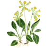 Primevère Officinale en gélules (Primula veris - "officinalis")