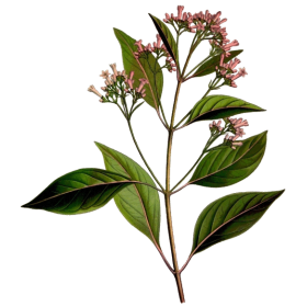 Quinquina écorce en gélules (Cinchona pubescens - "officinalis")
