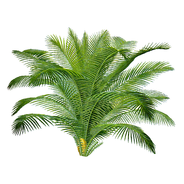 Sabal Serrulata (Palmier nain) extrait 24% Fatty acid (Serenoa repens) 
