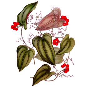 Salsepareille en gélules (Smilax officinalis medica)