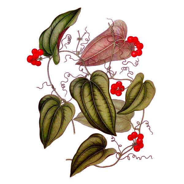 Salsepareille en gélules (Smilax officinalis medica)