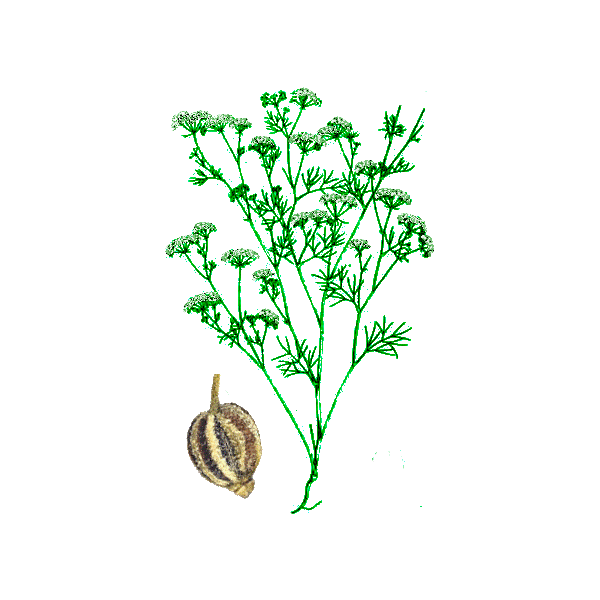 Huile essentielle Ajowan Sauvage (Trachyspermum ammi L.)