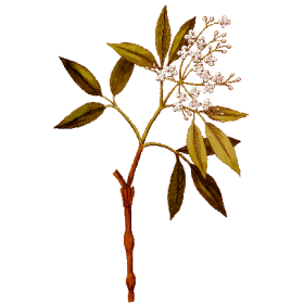 Huile essentielle Amyris Sauvage (Amyris balsamifera L.)