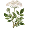 Huile essentielle Angélique Bio (Angelica archangelica L.)