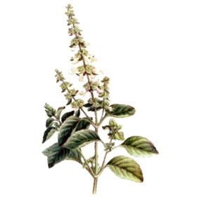 Huile essentielle Basilic Tropical bio (Ocimum basilicum L.)