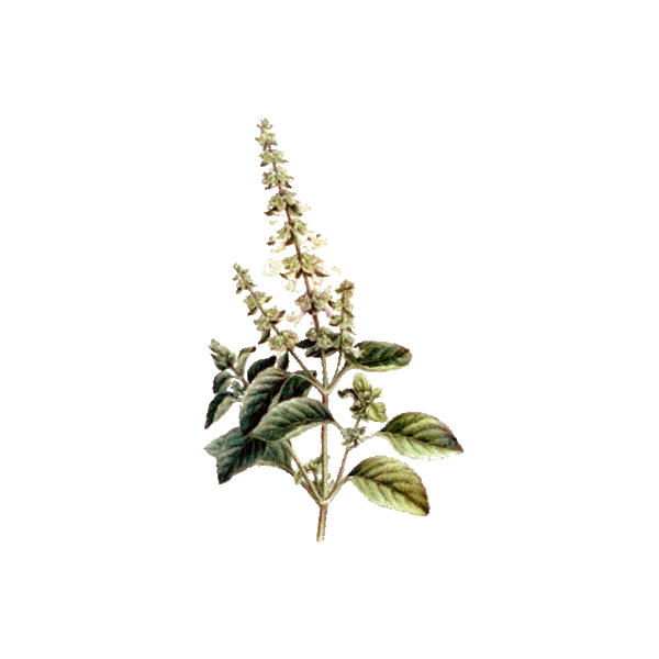 Huile essentielle Basilic Tropical bio (Ocimum basilicum L.)