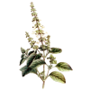 Huile essentielle Basilic Tropical bio (Ocimum basilicum L.)