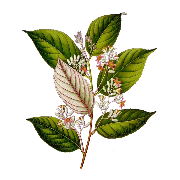 Huile essentielle de Benjoin Bio (Styrax tonkinensis Craib.)