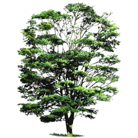 Huile essentielle de Cabreuva (Myrocarpus fastigiatus)