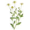 Huile essentielle de Camomille Romaine Bio (Anthemis nobilis L.)