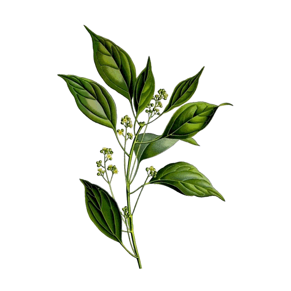 Huile essentielle Camphre Bois Sauvage (Cinnamomum camphora L.)