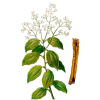 Huile essentielle de Cannelle de Ceylan Bio (Cinnamomum zeylanicum B.)