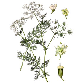 Huile essentielle de Carvi bio (Carum carvi L.)