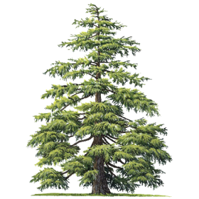 Huile essentielle de Cèdre de l'Atlas bio (Cedrus atlantica Manet)