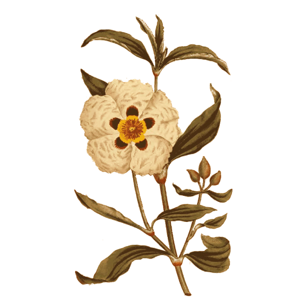 Huile essentielle de Ciste Ladanifère Bio (Cistus ladaniferus)