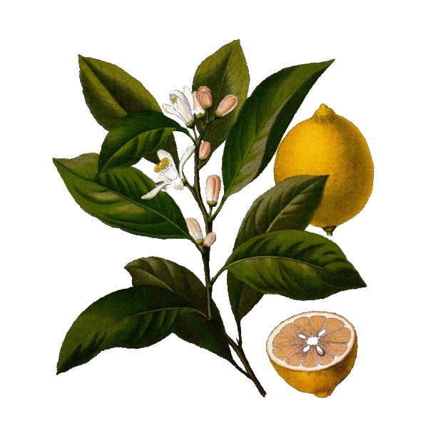 Huile essentielle de Citron bio (Citrus limonum)