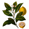 Huile essentielle de Citron bio (Citrus limonum)