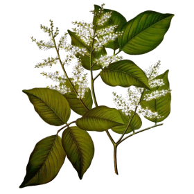 Huile essentielle baume de Copahu (Copaifera martii Hayne)