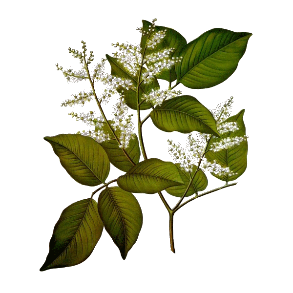 Huile essentielle baume de Copahu (Copaifera martii Hayne)