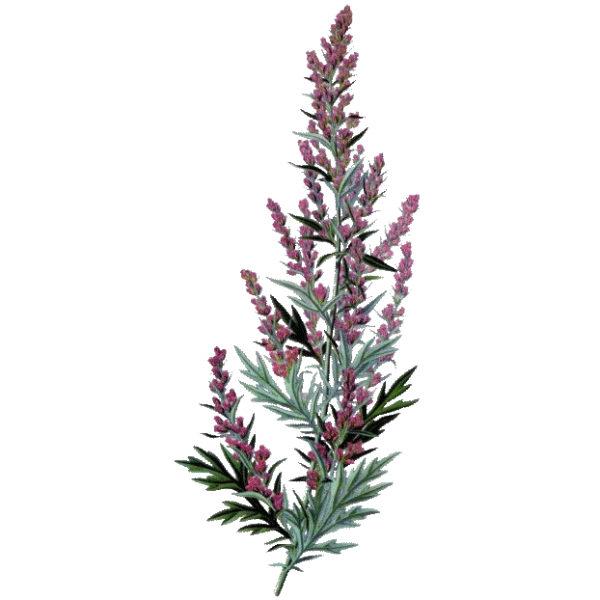 Huile essentielle Estragon Sauvage France (Artemisia dracunculus)