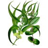 Huile essentielle Eucalyptus Radiata bio*