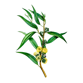 Huile essentielle Eucalyptus Staigeriana Bio*