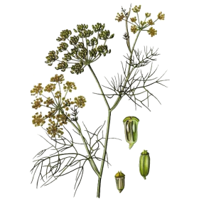 Huile essentielle Fenouil Doux bio (Foeniculum vulgare)