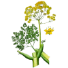 Huile essentielle Galbanum bio (Ferula galbaniflua)