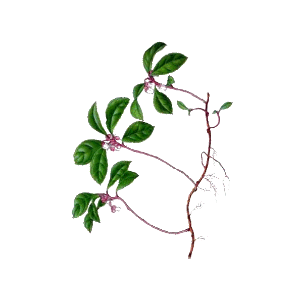 Huile essentielle Gaulthérie Wintergreen bio (Gaultheria fragantissima)