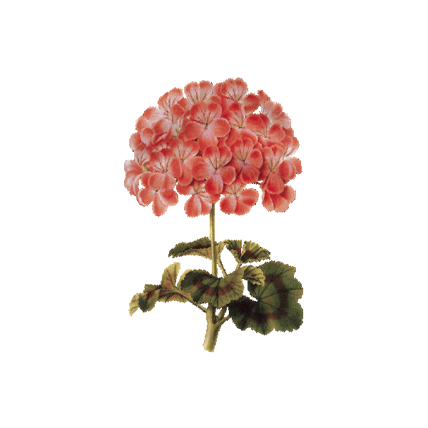 Huile essentielle Géranium Bourbon bio (Pelargonium X asperum)