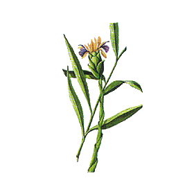 Huile essentielle Gingembre bio (Zingiber officinale Roscoe)