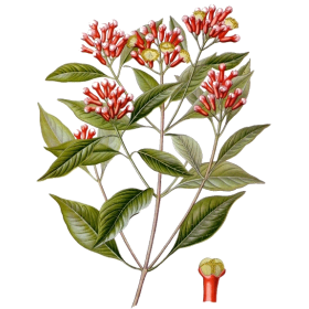 Huile essentielle Girofle Clous bio (Eugenia caryophyllus)