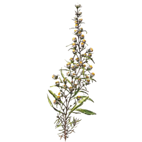 Huile essentielle Inule Odorante Bio (Inula graveolens)