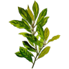 Huile essentielle Laurier Noble bio (Laurus nobilis)