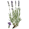 Huile essentielle Lavande Officinale Vraie Bio (Lavendula officinalis)