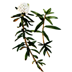 Huile essentielle Ledon du Groenland bio (Ledum groenlandicum)